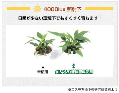 plant1-10
